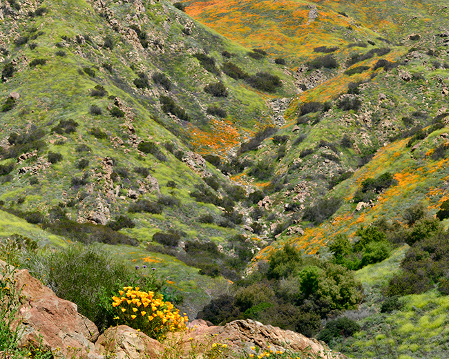 Photo of plants