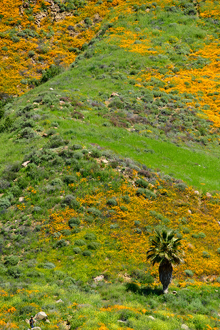 Photo of plants