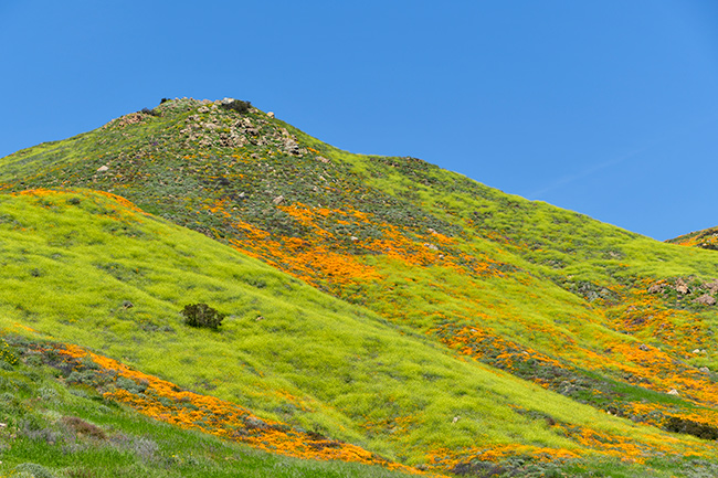 Photo of plants