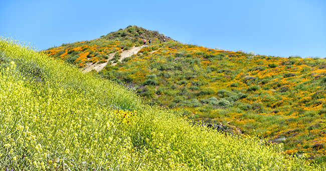 Photo of plants