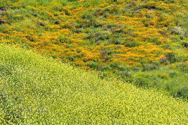 Photo of plants